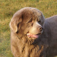 mijn lieve diesel een grijze newfy ,hier is hij net…