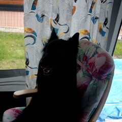 Dusty op vakantie aan de zee