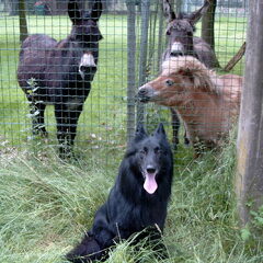 Dusty's vriendjes