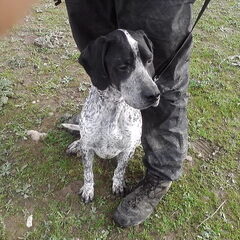 Dit is Toby, een pointer die op straat werd gevonden.