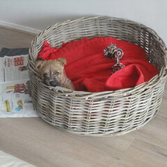 8 weken oud, tweede dag thuis