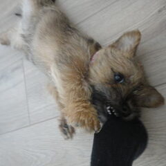 8 weken oud, spelen