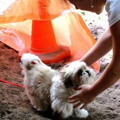 Een tunneltje door bij de puppycursus!