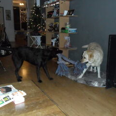 Samen ook al touwspelen