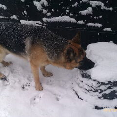 greno zijn eerste sneeuw