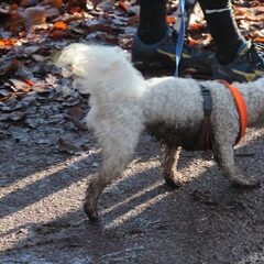Ollie als mudmastertje