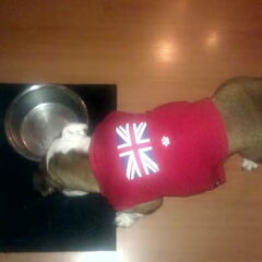Brittain Rules!! Het oude shirt van mijn ventje!!…
