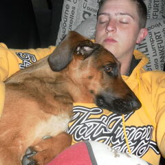 de hond van mijn zus , mix mechelse herder x basset hound