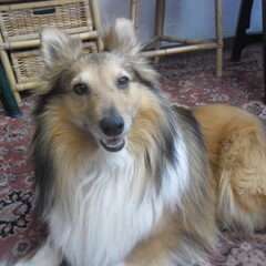 Diesel! Hij is een Sheltie,echt een lieverd!
