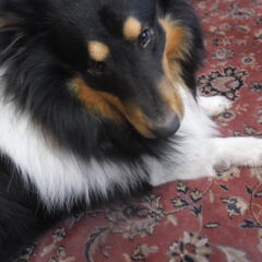 Diaz,hij is ook een sheltie :)