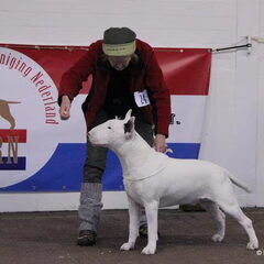 onze hummer op show ,toen 2de plaats gewonnen . ook hier 11…