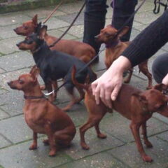 Yuna's familie