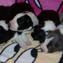 geboren op 17-12-2012