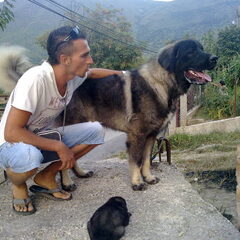 14 maanden Rocky.
