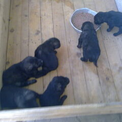 Puppy's SHARPLANINAC 2 weken oud