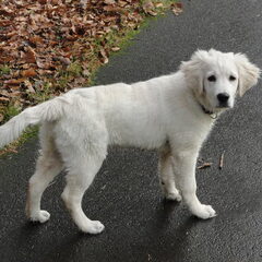 Nana 4 maanden oud , dagelijkse wandelingen in het bos .