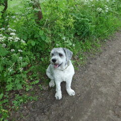 Bode... is gewoon bode
