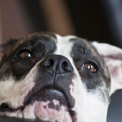 diva,7jaar