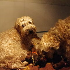nest geboren op 28 december 2012