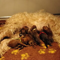 pups groeien als kool