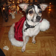 Maksie met kerst!