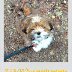 Eerste wulpenles en ging super goed... Beetje afgeleid met…