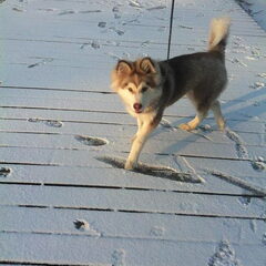 Misha's eerste sneeuw