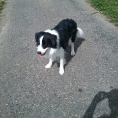 Django 3 jaartjes oud