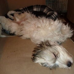 Slapen in een wel heel vreemde houding :-) 17-11-2012