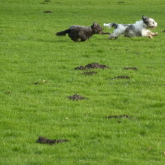 Rennen in het park met Truffel. 21-11-2012