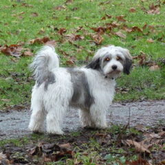 Ik ga rennen door het bos en de modder. 23-12-2012