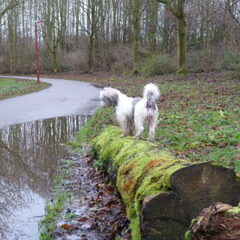 Zal ik of zal ik niet. 23-12-2012