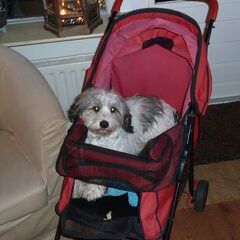 Vrouwtje heeft een honden buggy gekocht. Nu mag ik lekker…