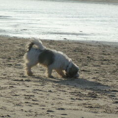 Dit is het liefste wat ik doe, rennen op het strand…