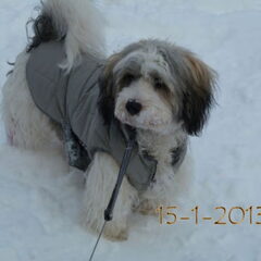 Gewoon ik...Tino 15-1-2013
