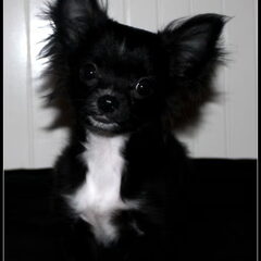 Sascha chihuahua reutje geweldig lief