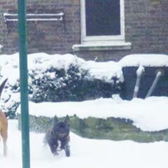 sneeuwpret myrza & bass
