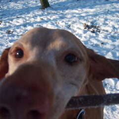 Grijze snoet.