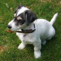 Dit was de eerste foto van onze Buddy. Wij hebben hem…