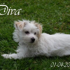 Dit is onze ontzettend mooie en lieve pup van 5 maanden…