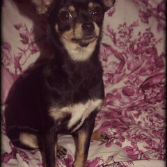 Hele mooie foto van boo, gemaakt door haar oppas :)