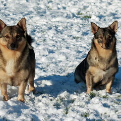 Tula en Pëlle