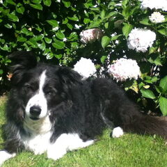mijn allereerste border collie! benko the rustling rose, is…