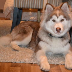 Misha 6 maand