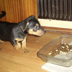 Hent als puppy van bijna 8 weken oud.