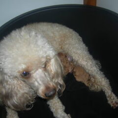 Dushy en de pups 1 dag