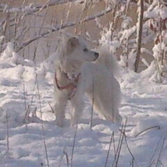 Kobus in de sneeuw.