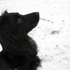 Ivy, 2 jaar