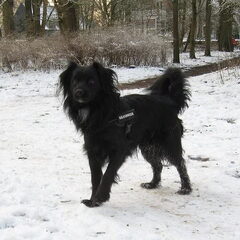 Sire 5 jaar
