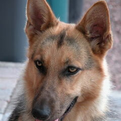 Heera